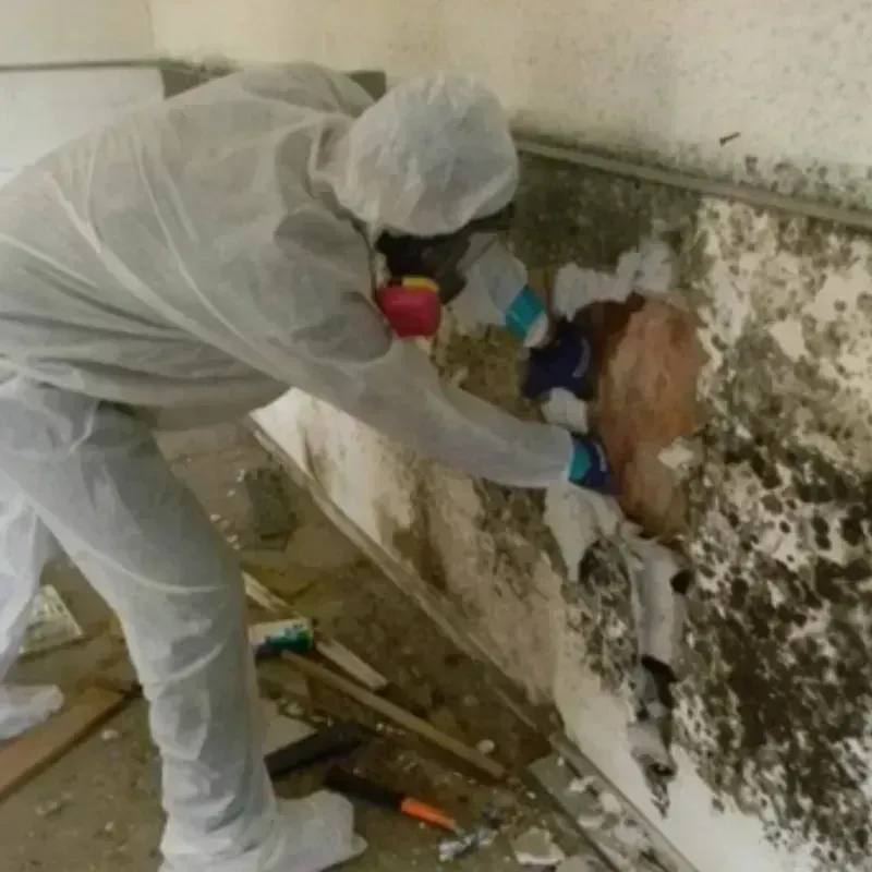 Mold Remediation and Removal in Boise, ID